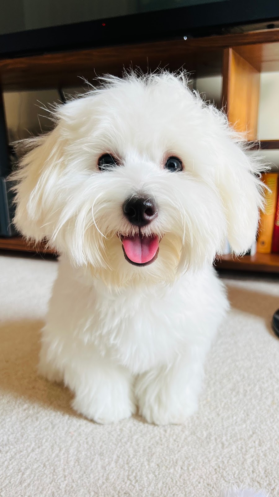 Highland Park Animal Clinic | 4811 Centre St NW, Calgary, AB T2E 2Z6, Canada | Phone: (403) 454-7954