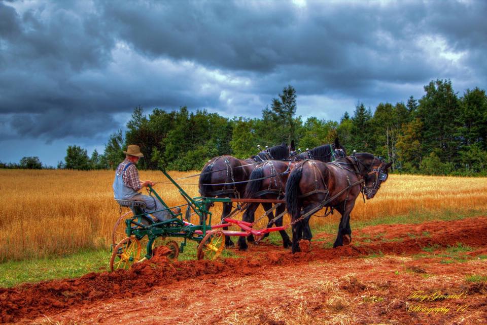 Dundas Plowing Match and Agricultural Fair Grounds | 260 Little River Rd, Dundas, PE C0A 1G0, Canada | Phone: (902) 583-2723