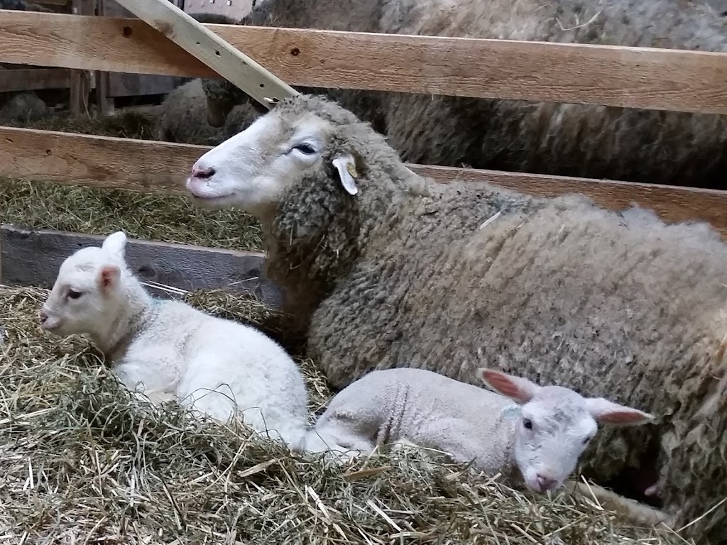 La bergerie en herbe | 90 Chemin de St Isidore, Martinville, QC J0B 2A0, Canada | Phone: (819) 835-0077