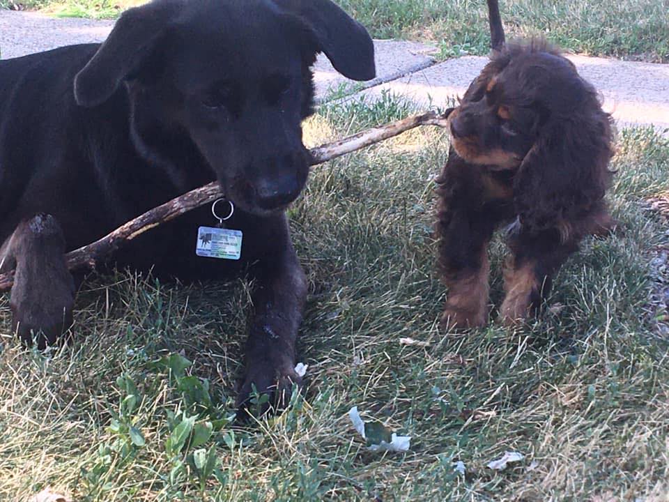 O Ranch Puppies | 6699 Chemin de la Rivière, Ascot Corner, QC J0B 1A0, Canada | Phone: (819) 563-2121