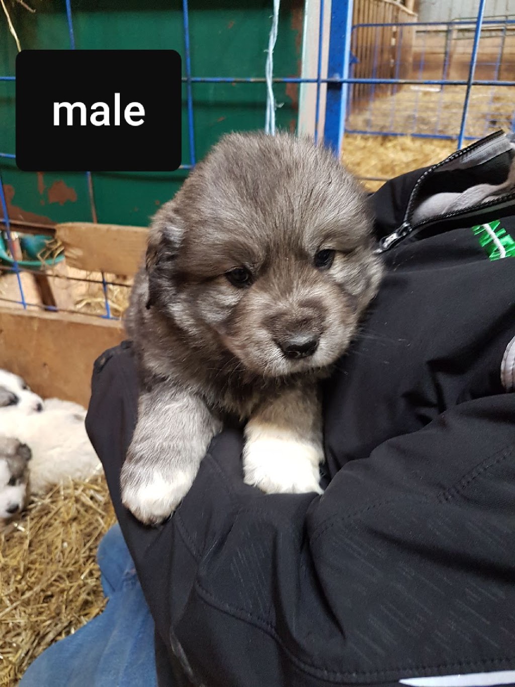 Annie The Pyrenees | 035243 Sideroad 21 & 22, Grand Valley, ON L9W 0H3, Canada | Phone: (519) 278-0860