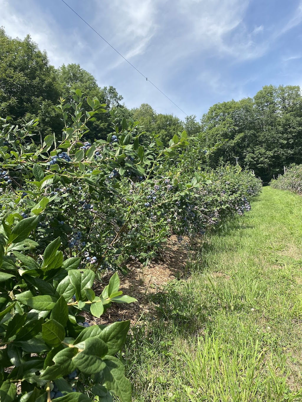 Bleuetière Erablière Biologiques Au Fin Délice | 1106 Chem. Saint-Henri, Très-Saint-Rédempteur, QC J0P 1P1, Canada | Phone: (450) 459-4444