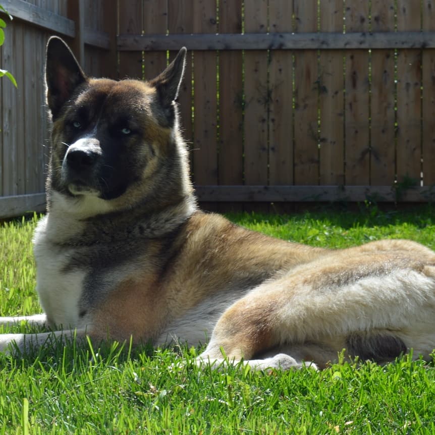 Global Pet Foods - Hwy 8 | 184 Hamilton Regional Rd 8, Stoney Creek, ON L8G 1C3, Canada | Phone: (905) 662-2415