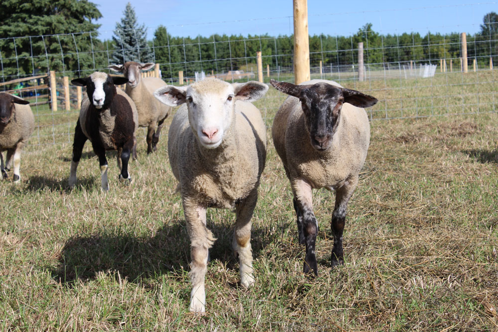 Rockcliffe Farm - Naturally Raised Meat & Produce | 388114 Mono Centre Rd, Mono, ON L9W 6V8, Canada | Phone: (905) 505-6650