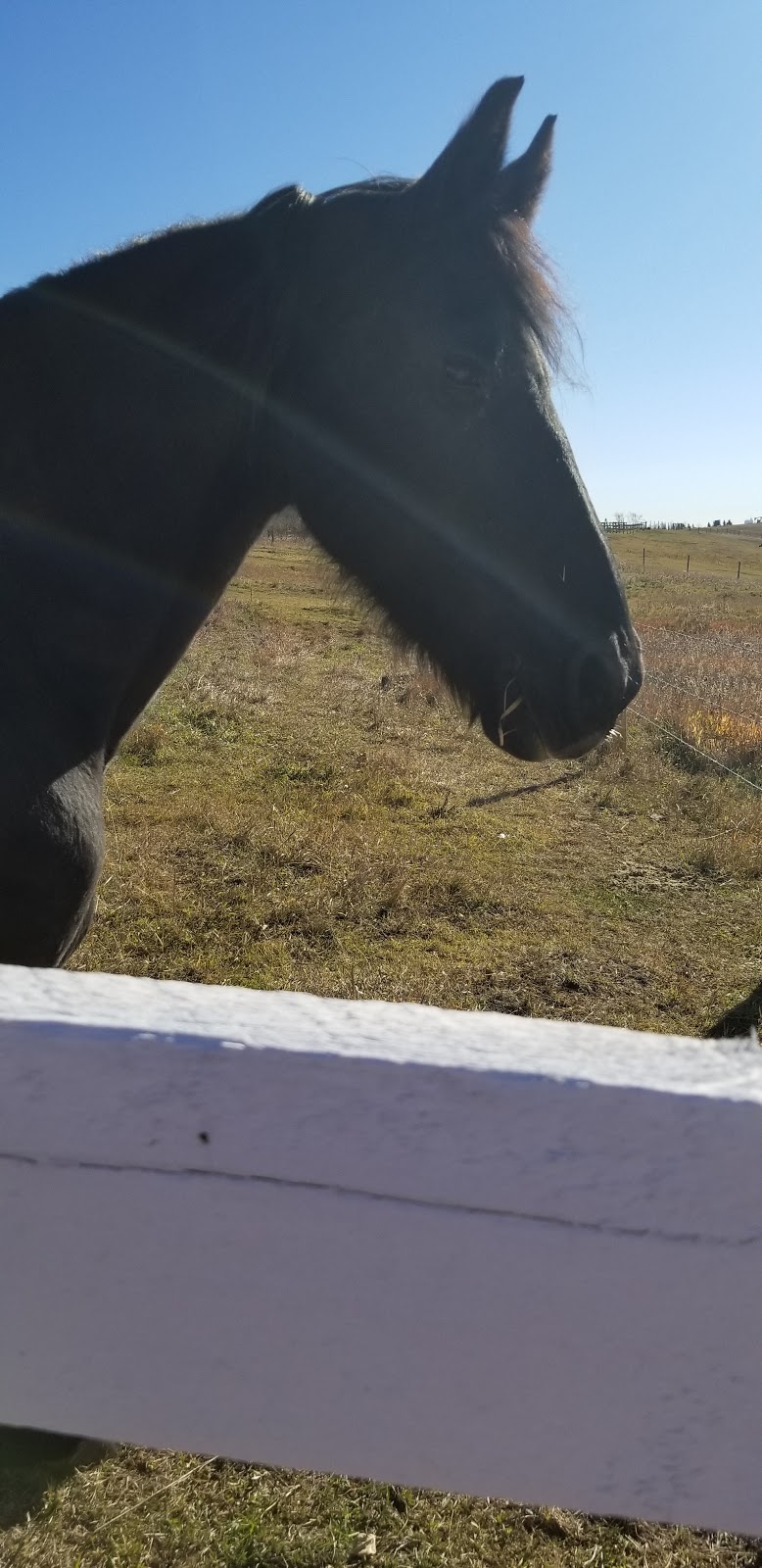 Mountain View Pet Resort | Carstairs, AB T0M 0N0, Canada | Phone: (403) 337-2959