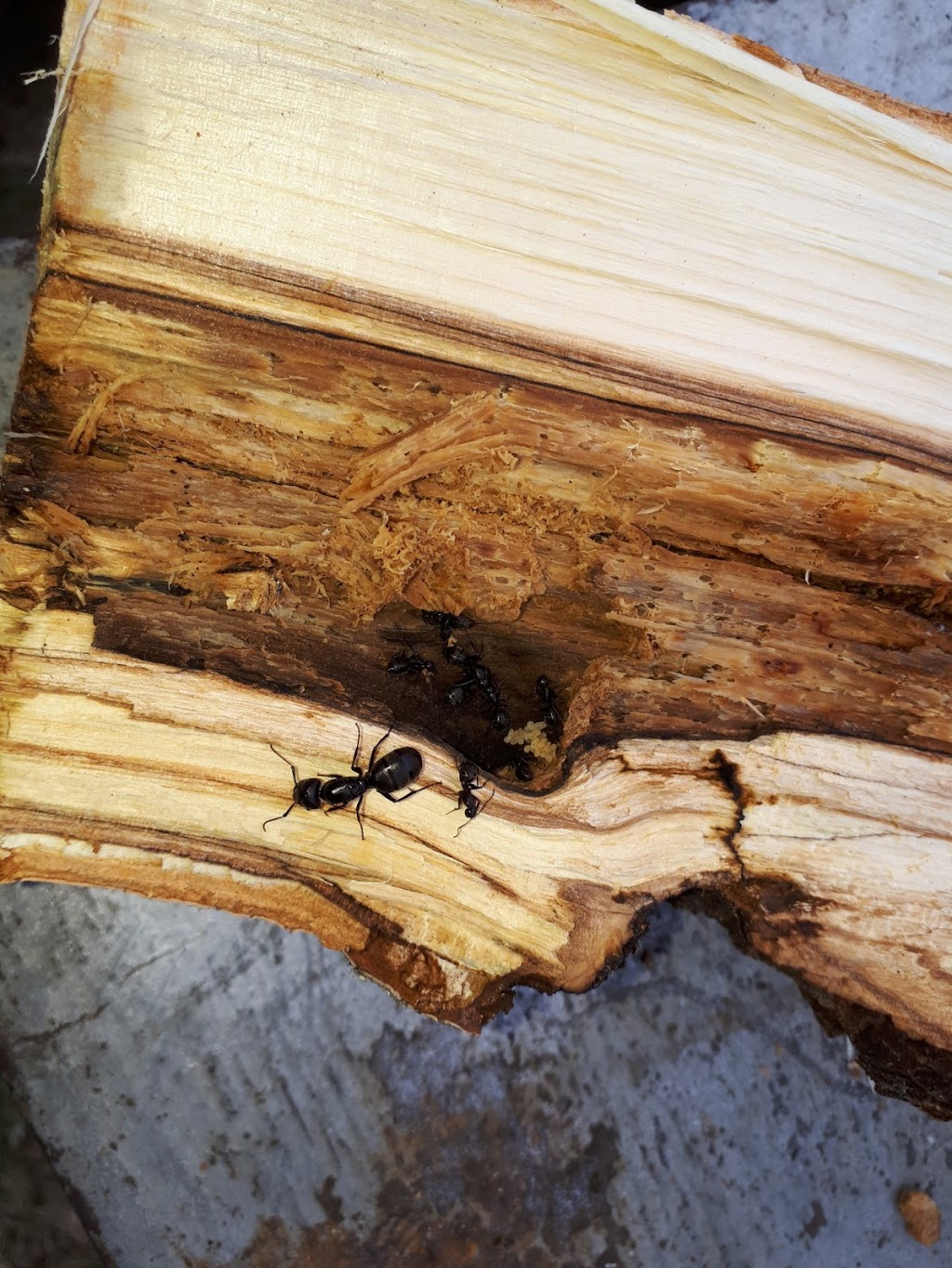 NZO Extermination & Gestion Parasitaire | 12 Rue Draffin, Noyan, QC J0J 1B0, Canada | Phone: (438) 824-9906
