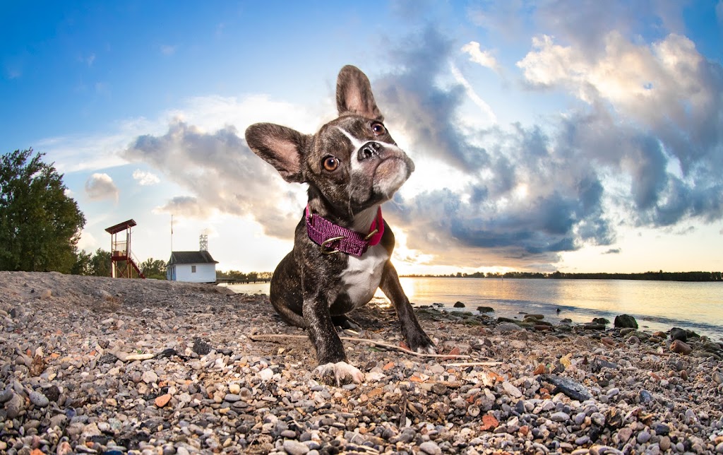 Doggy Dates Toronto | 160 Bastedo Ave, Toronto, ON M4C 3N1, Canada | Phone: (416) 871-3425