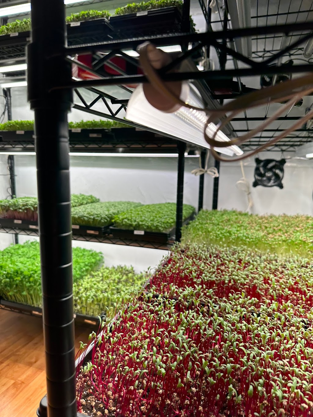 Casa Verde Microgreens and Peppers | 2377 Rue des Siffleurs, Vaudreuil-Dorion, QC J7V 9M7, Canada | Phone: (514) 358-8093