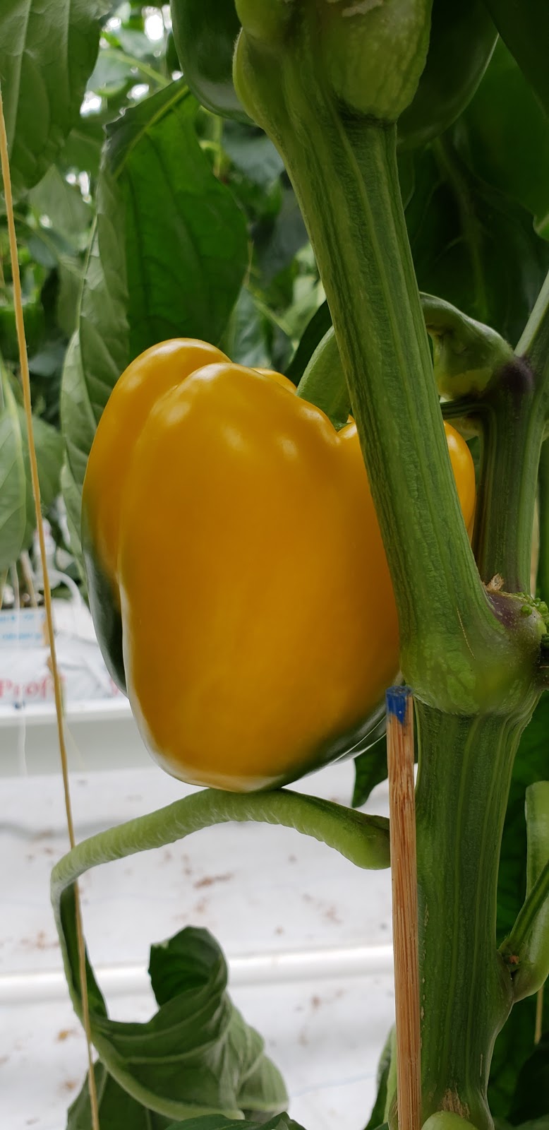 Randhawa Farms | 33677 Hallert Road, Abbotsford, BC V4X 1W9, Canada | Phone: (604) 864-8896