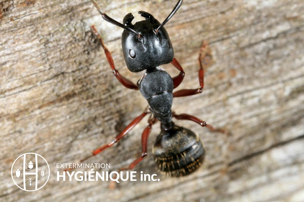 Extermination Hygiénique inc | 3472 Rue Jean Talon, Mascouche, QC J7K 1L9, Canada | Phone: (514) 267-0260