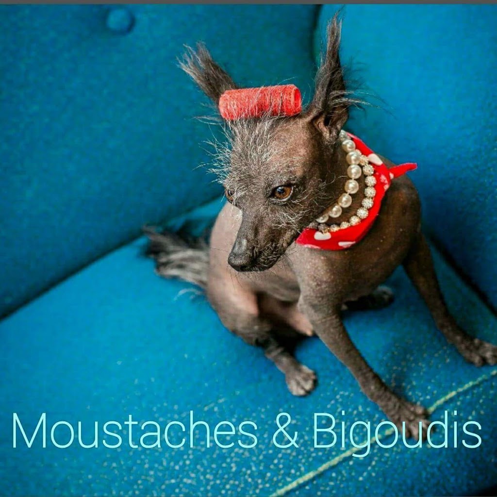 Salon De Toilettage Moustaches Et Bigoudis | 279 Boulevard Jacques Cartier # 3, Shannon, QC G3S 1P2, Canada | Phone: (418) 473-9754