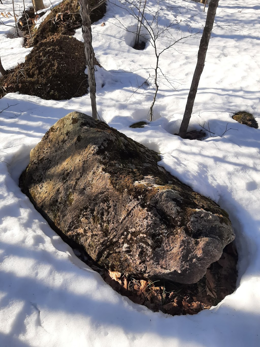 Grey County Forest 24 - Glenelg Klondyke | Hamilton Ln &, Concession Rd 8, West Grey, ON N0C 1H0, Canada | Phone: (519) 376-3265