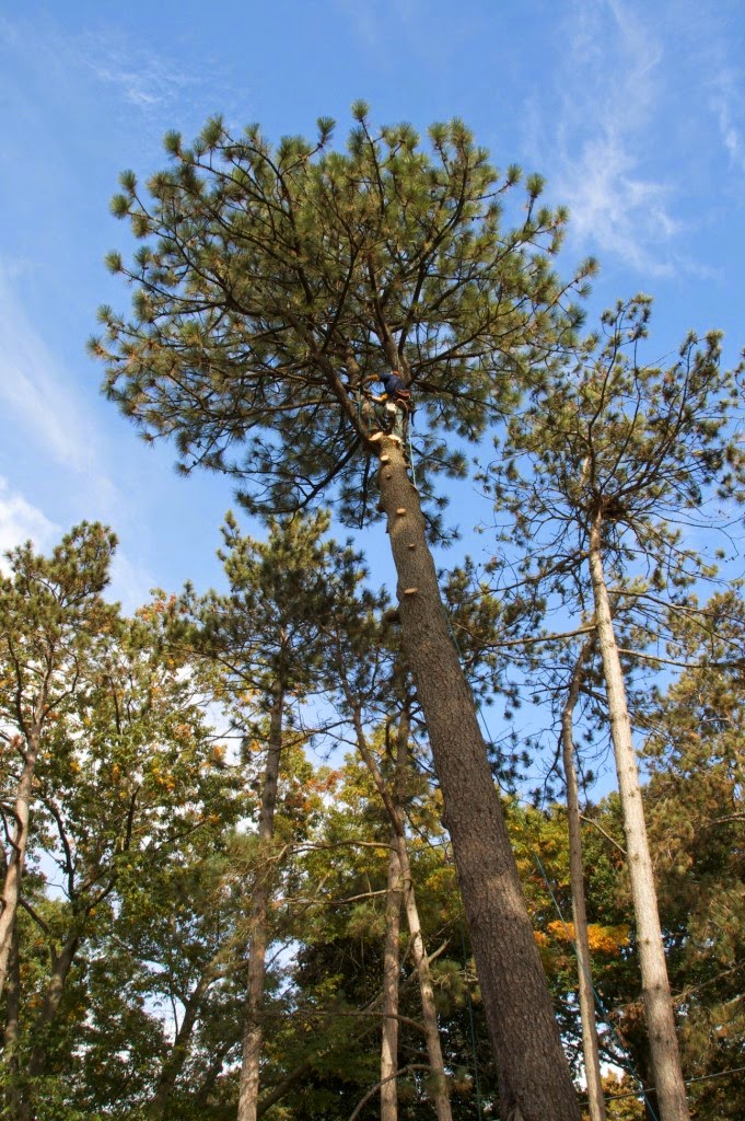 Glenwood Tree Service Inc. | 663 Winston Churchill Blvd, Mississauga, ON L5J 4P9, Canada | Phone: (905) 855-8711