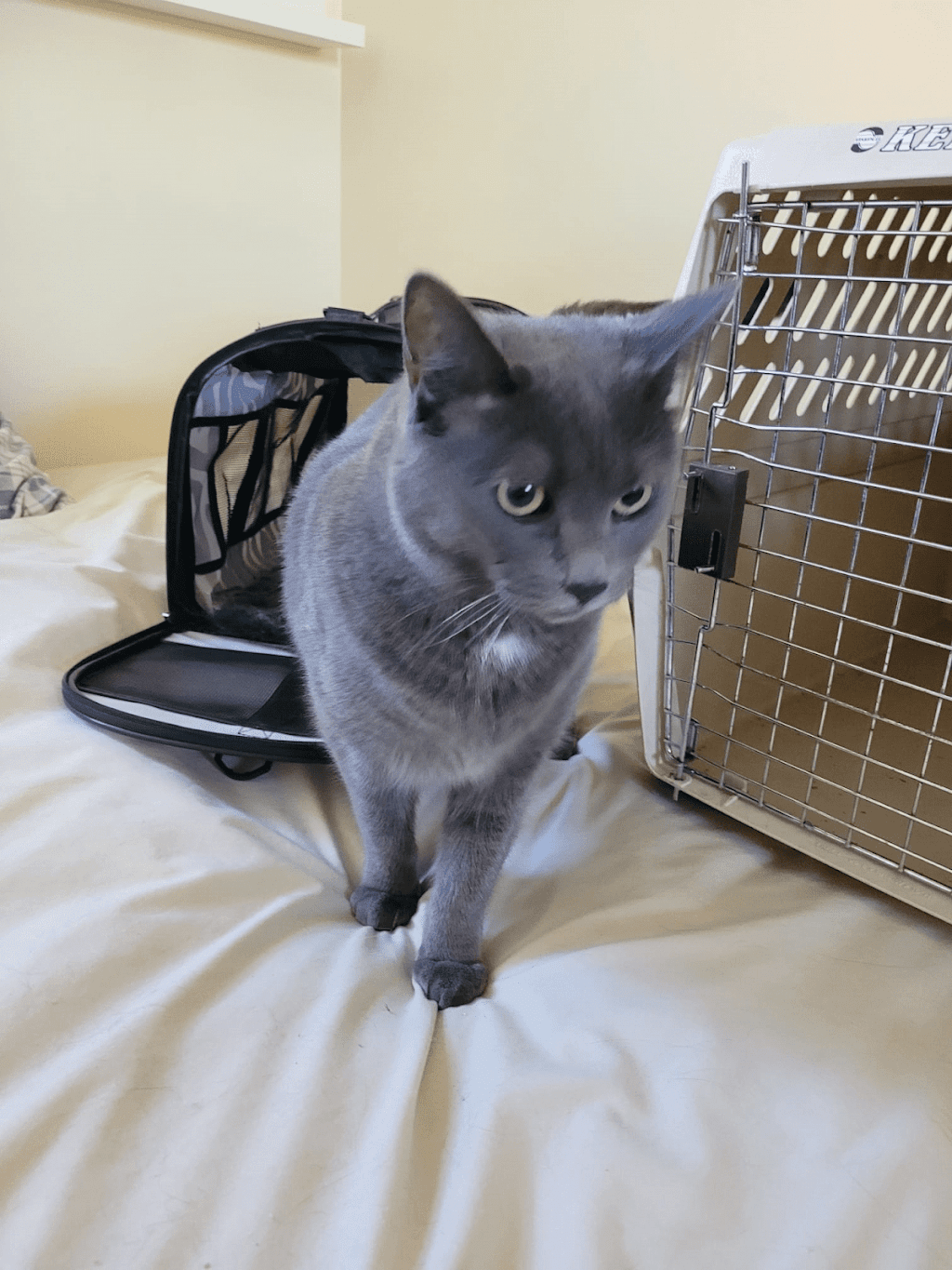 Priority Pet Boarding Service Inc. | Verglas Ln., Ottawa, ON K1W 0R2, Canada | Phone: (514) 575-0544