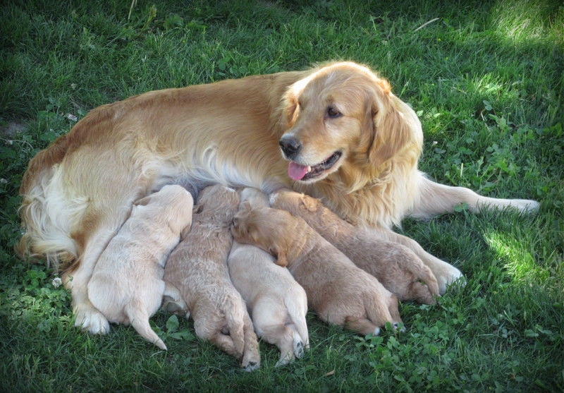 Daniel Wasseena Goldendoodle Breader | 4791 Sixteen Rd, Saint Anns, ON L0R 1Y0, Canada | Phone: (905) 957-6983