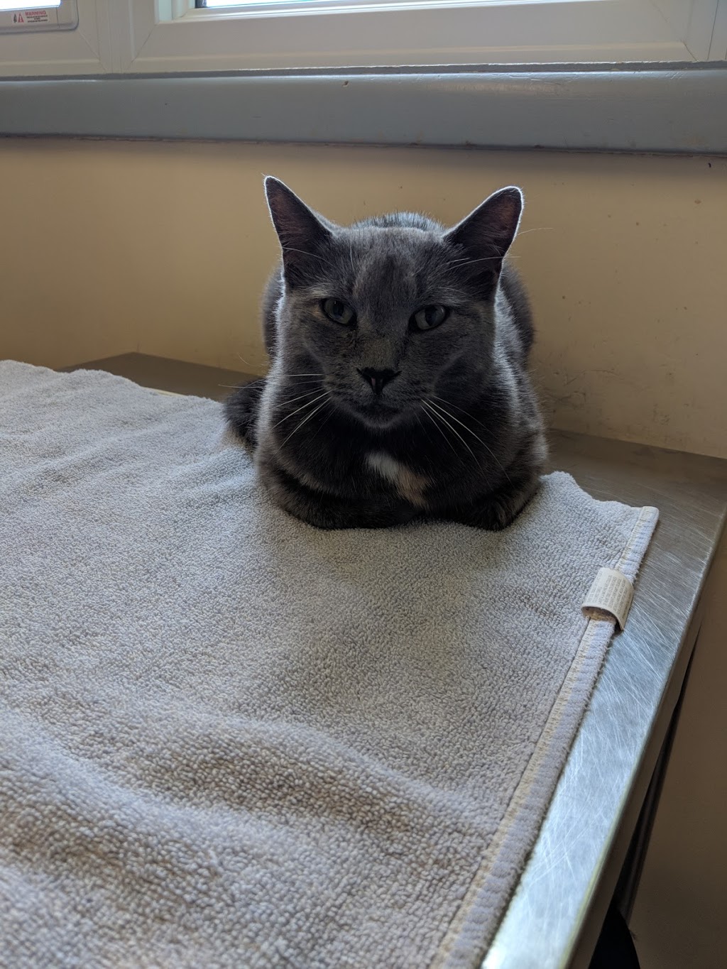 Perth Veterinary Services | 80 Lorne Ave W, Stratford, ON N5A 6S4, Canada | Phone: (519) 271-5171