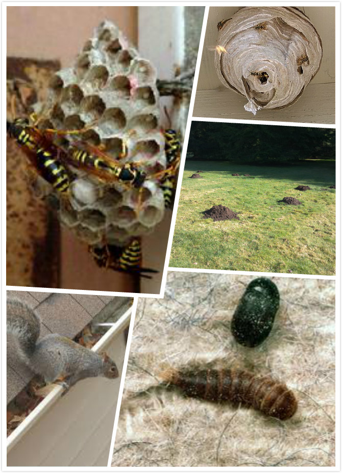 AA Happy Pest control service Ltd. | 14177 85b Ave, Surrey, BC V3W 0S3, Canada | Phone: (778) 855-6856
