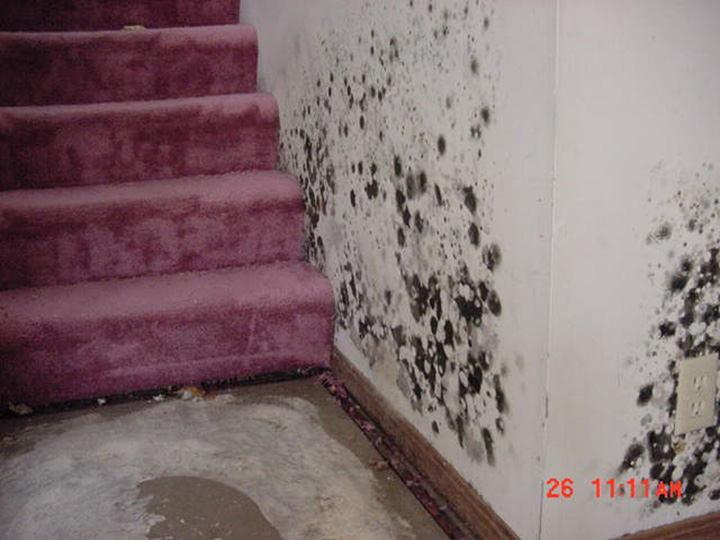 Flooded Basement Cleanup Toronto & GTA | 12 Upjohn Rd, North York, ON M3B 2V9, Canada | Phone: (416) 358-6666