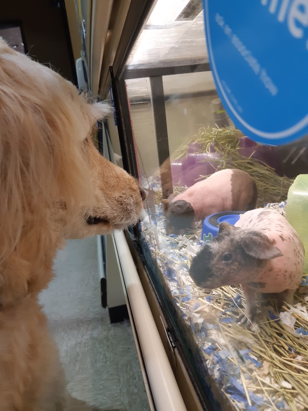 PetSmart | 1615 Regent Ave W, Winnipeg, MB R2C 5C6, Canada | Phone: (204) 222-1669