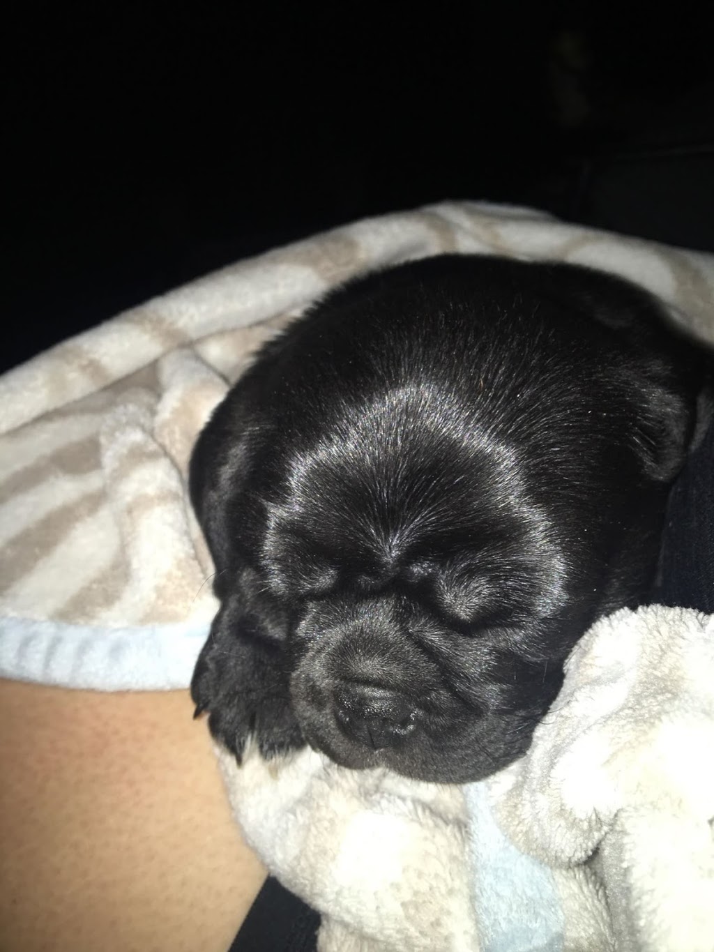 Dover Animal Hospital | 312 St Patrick St, Port Dover, ON N0A 1N0, Canada | Phone: (519) 583-2824