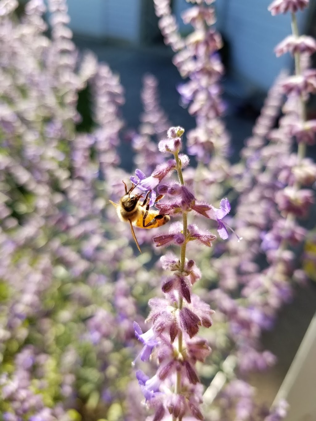 Huckleberry Hives | 4505 46 Line, Gads Hill, ON N0K 1J0, Canada | Phone: (519) 274-2689