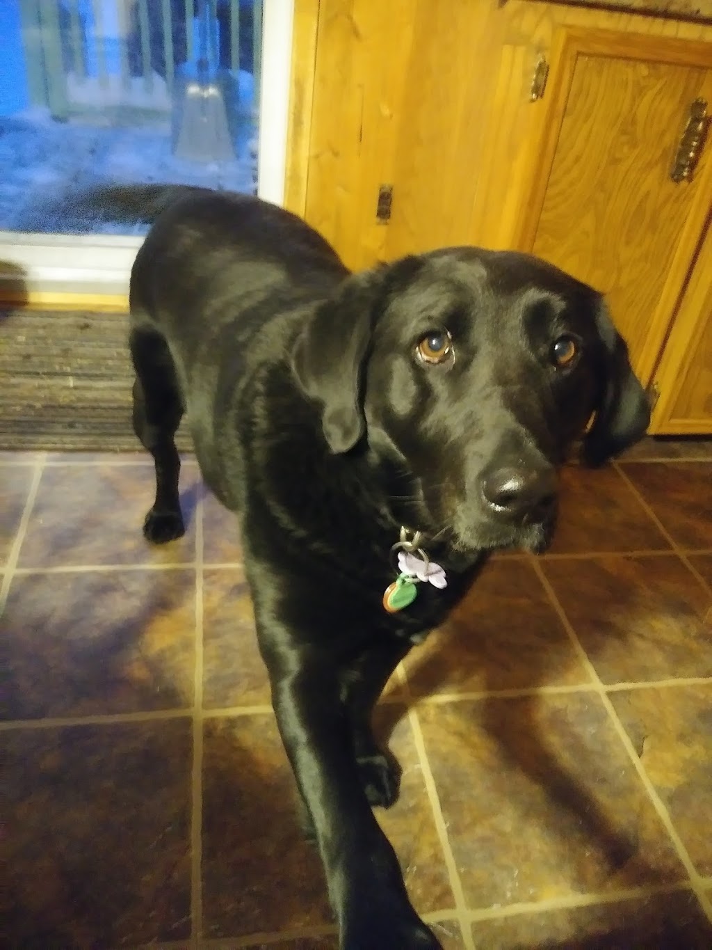 Clinique Veterinaire De | 5751 Chemin de Saint-Jean, Saint-Félix-de-Valois, QC J0K 2M0, Canada | Phone: (450) 889-2212
