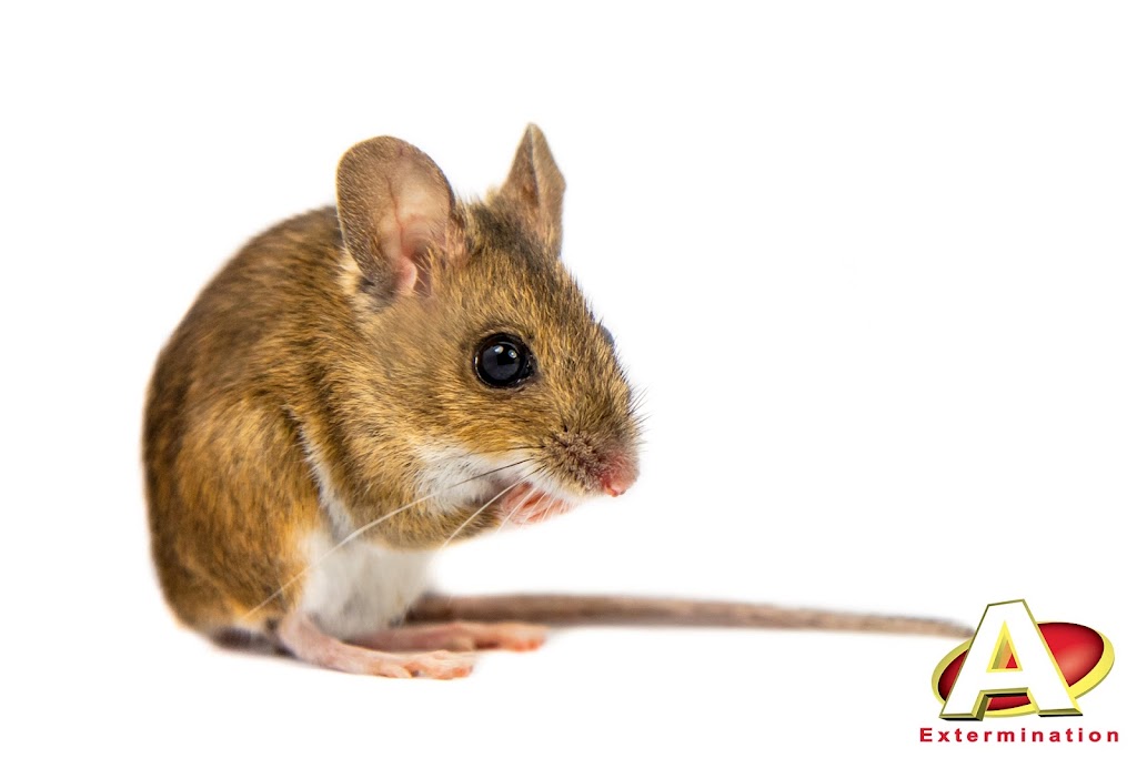 A Extermination Sainte-Julie | 2111 Rue Léonard-de-Vinci Suite C, Sainte-Julie, QC J3E 1Z2, Canada | Phone: (450) 922-1234