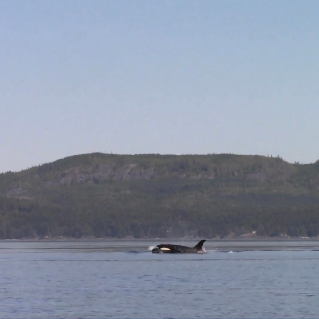 Orca Camp Vancouver Island | 1811 Surgenor Rd, Black Creek, BC V9J 1G6, Canada | Phone: (250) 337-5717
