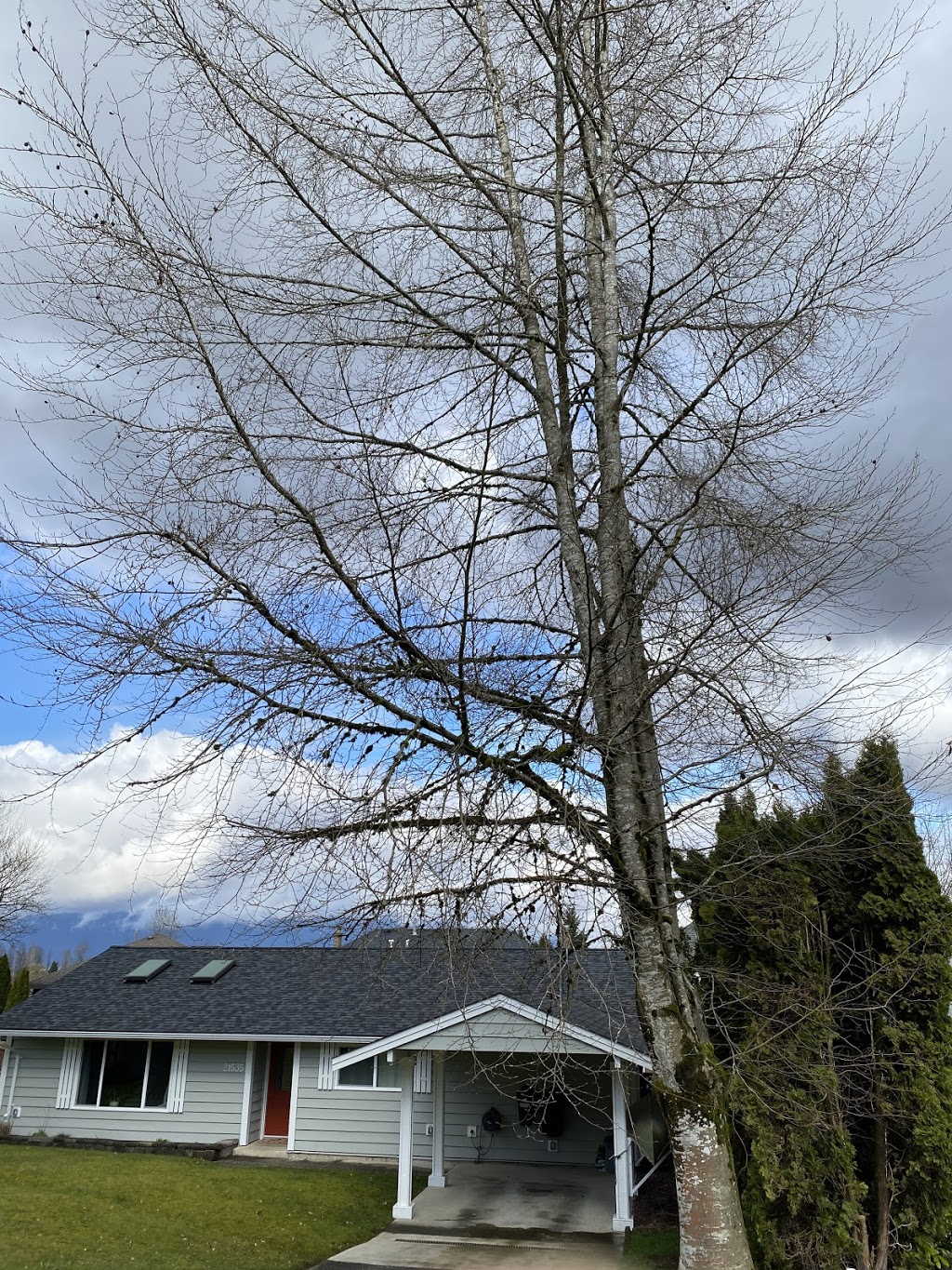 Ridge Meadows Tree Service | 12351 203 St, Maple Ridge, BC V2X 4V9, Canada | Phone: (604) 353-4979