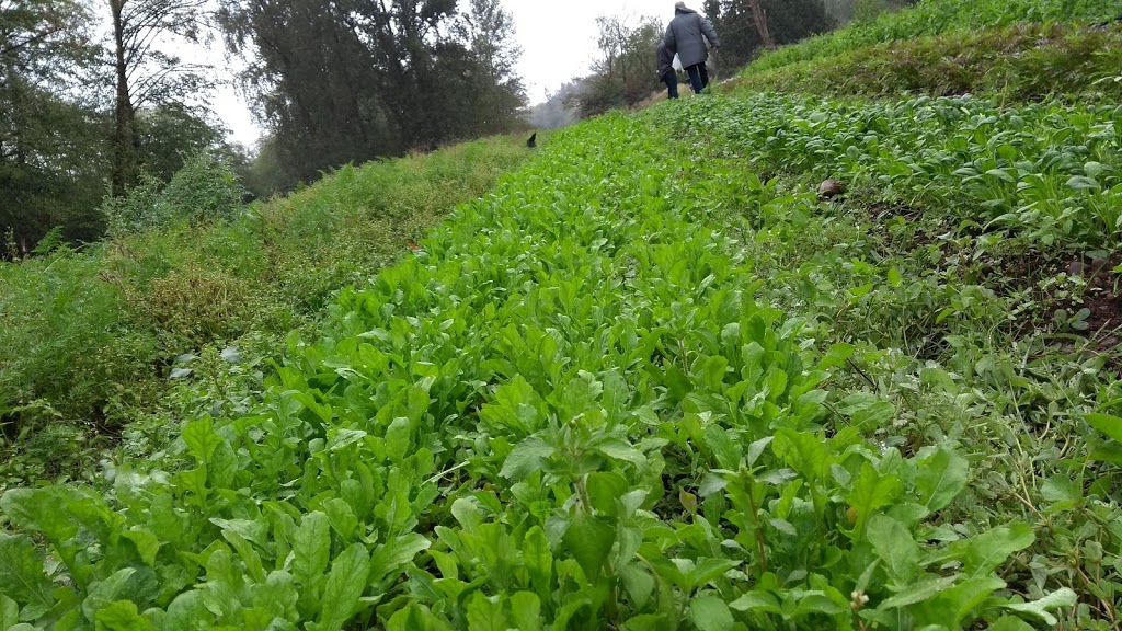 Glorious Organics Co-op | 1374 256 St, Aldergrove, BC V4W 2J4, Canada | Phone: (604) 857-1400