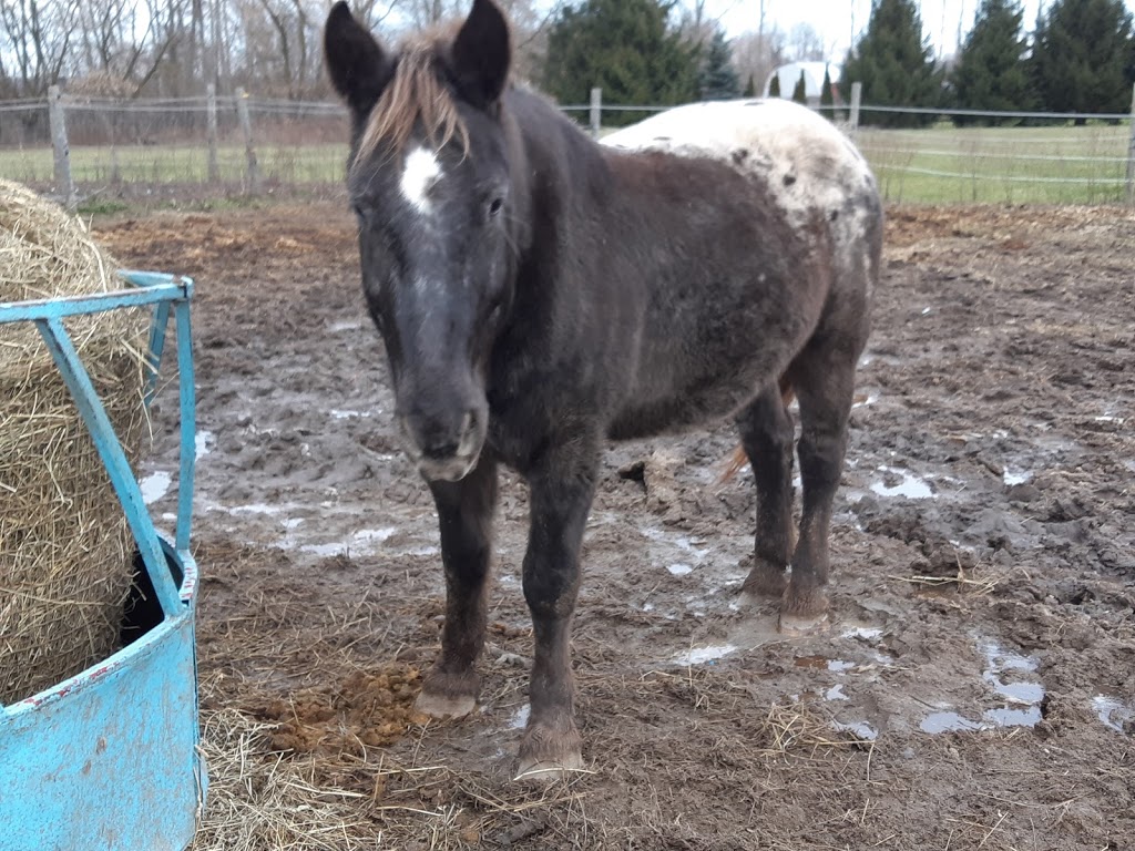 Sandhill Stables Horses Boarded | 1238 Snyders Rd E, Baden, ON N3A 3L3, Canada | Phone: (519) 634-8999