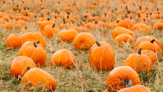 Reine des Prés - Laiterie BIO | 210 Rang de la Rivière Blanche, Saint-Alban, QC G0A 3B0, Canada | Phone: (819) 473-2310