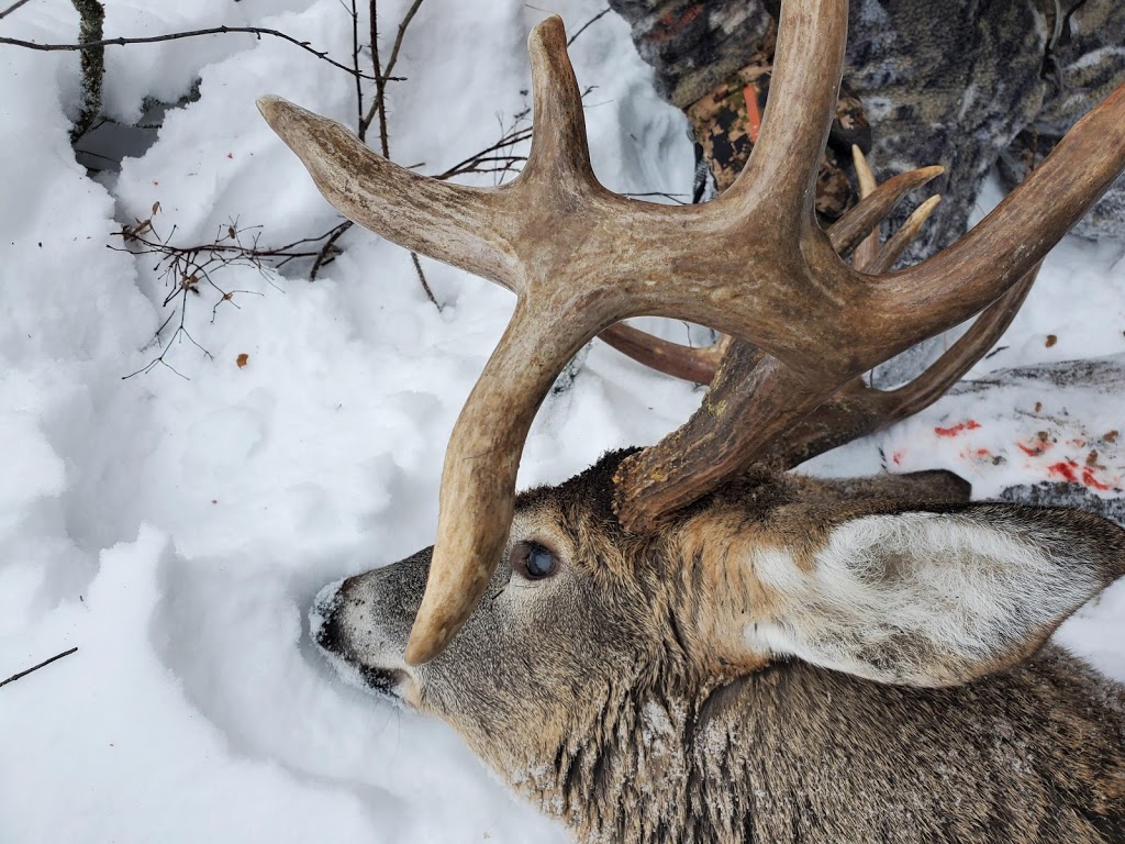 Saskatchewan Big Buck Adventures LTD. | Box 372, Hafford, SK S0J 1A0, Canada | Phone: (306) 549-7501