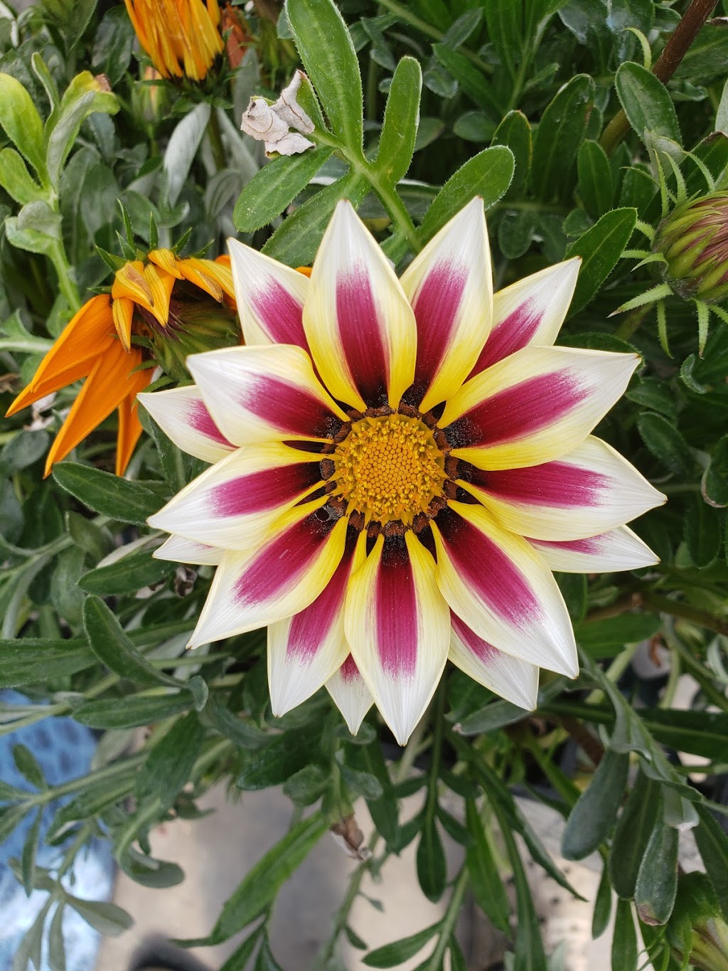 Friendly Flowers Garden Ctr | NE-15-22-2E, Arborg, MB R0C 0A0, Canada | Phone: (204) 376-2727