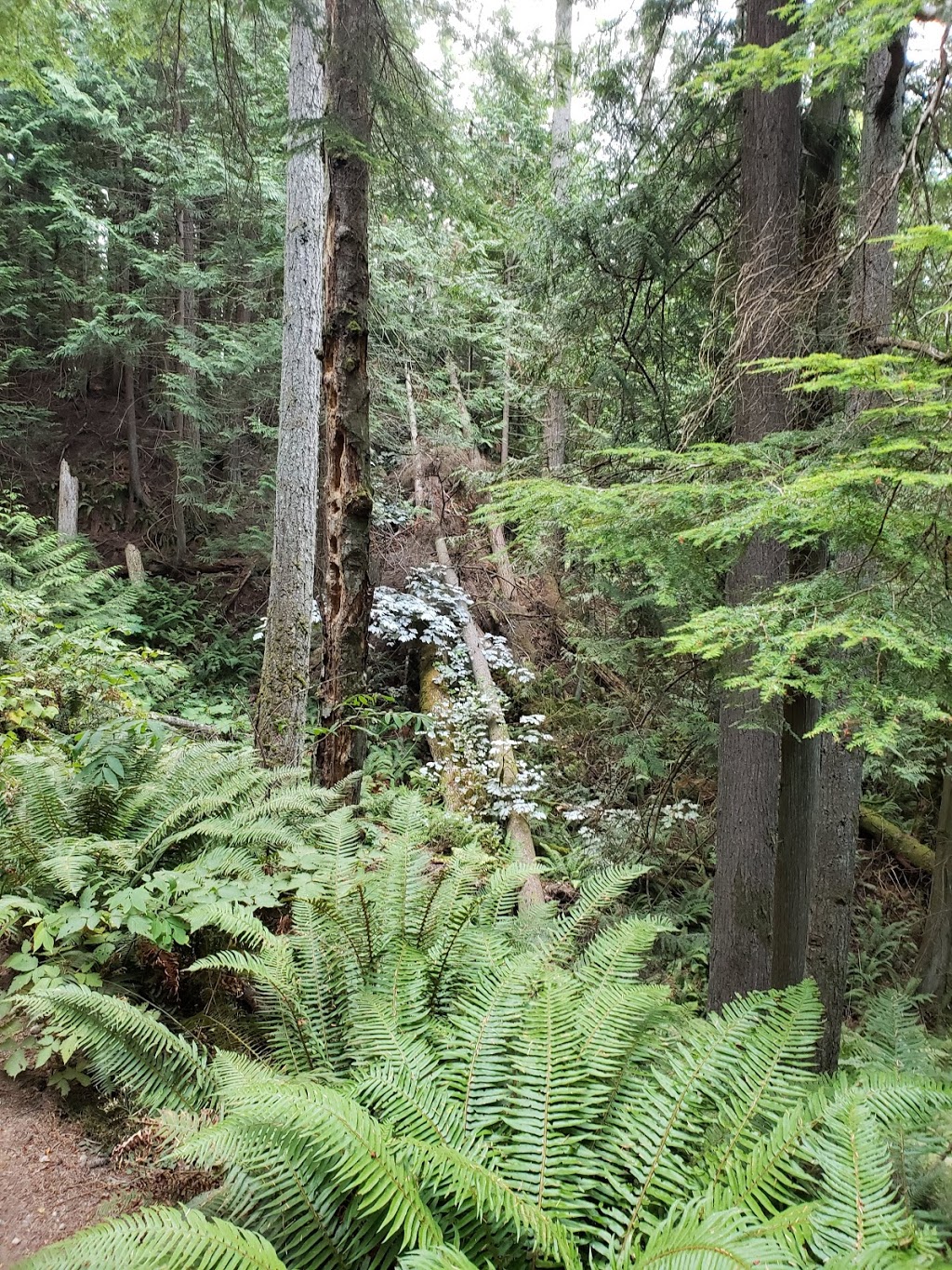 Lake Padden Dog Park | 4882 S Samish Way, Bellingham, WA 98226, USA | Phone: (360) 738-7400