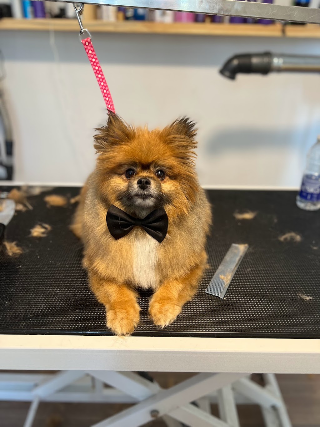La wooferie spa canin | 329 Rue du Plateau, Sainte-Martine, QC J0S 1V0, Canada | Phone: (514) 246-4940