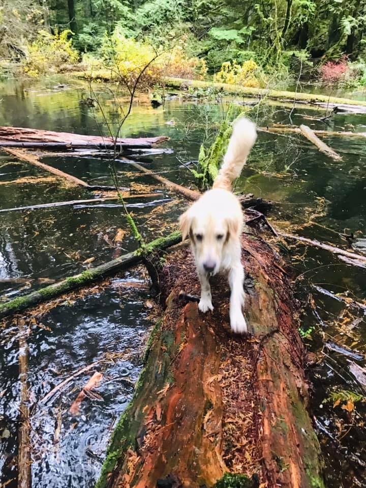 DogZen | Wellington Dr, North Vancouver, BC V7K 1L1, Canada | Phone: (604) 889-4041