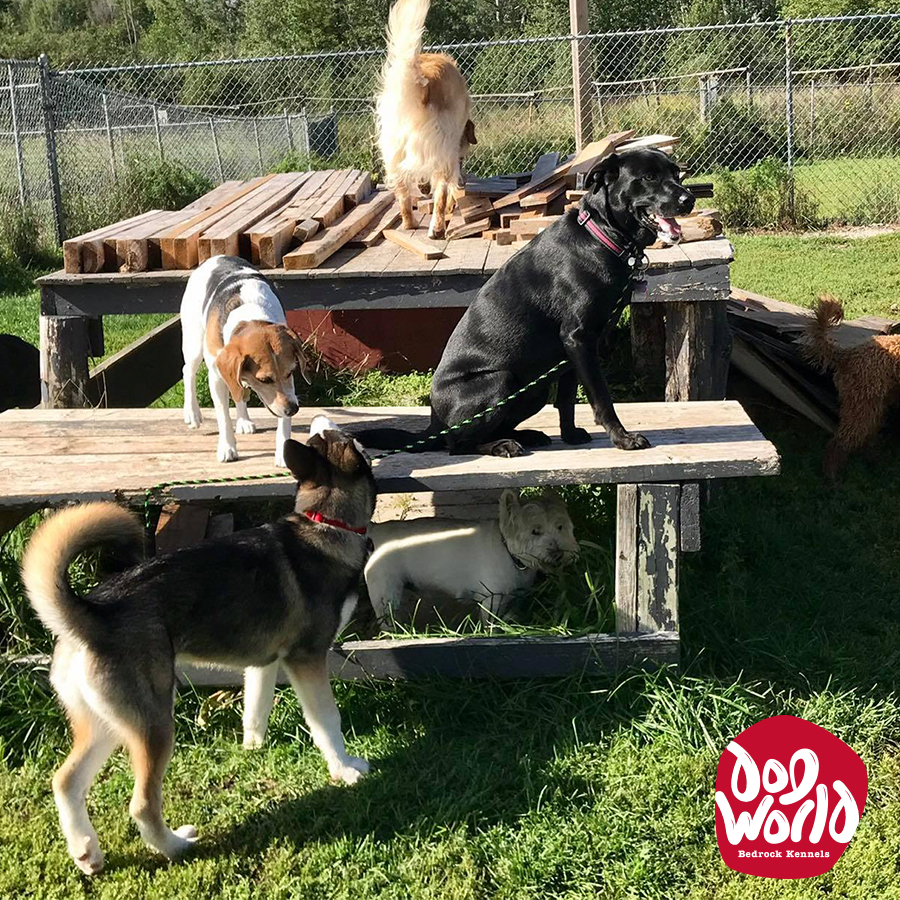 Dog World Bedrock Kennels | 3904 March Rd, Carp, ON K0A 1L0, Canada | Phone: (613) 256-3649