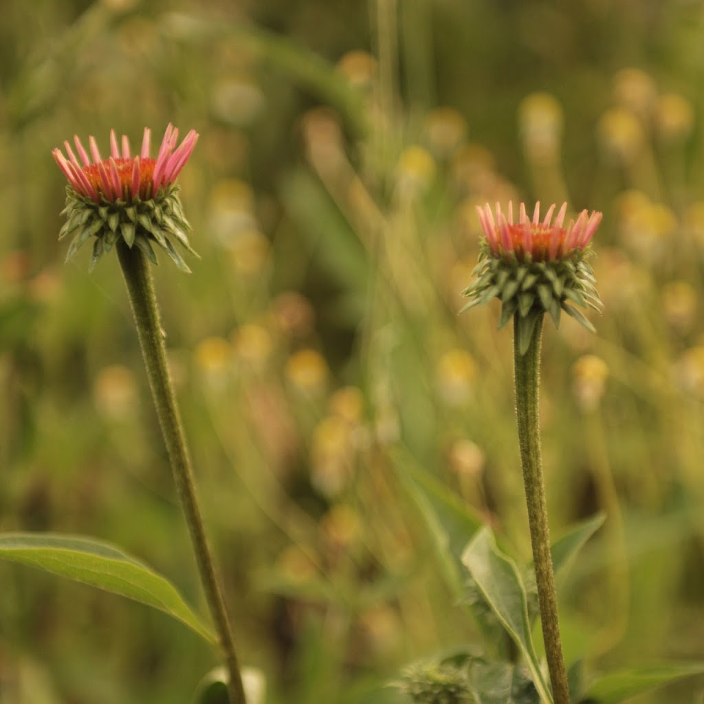 Woods Wildscaping | 627127, Grey County Rd 119, Grey Highlands, ON N0H 1J0, Canada | Phone: (416) 662-3749