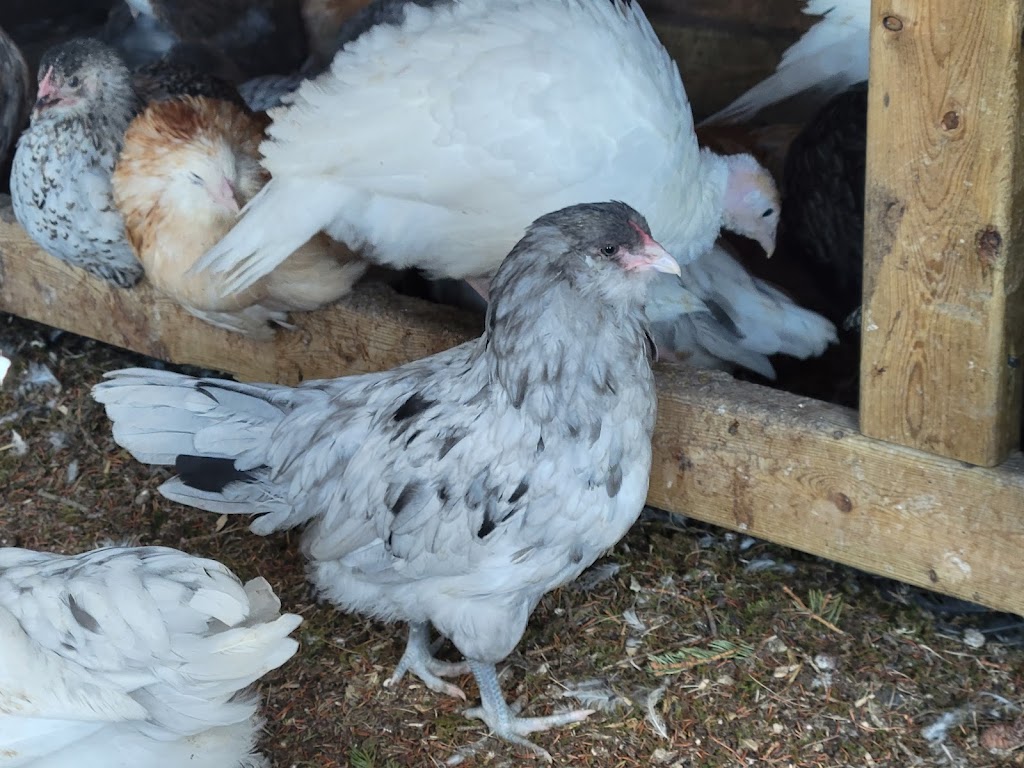 Westerdale Farms | AB-766, AB T0M 0W0, Canada | Phone: (403) 335-4136