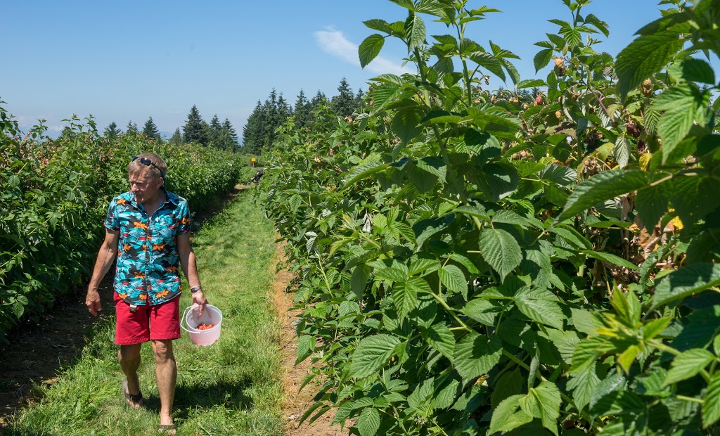 Krause Berry Farms & Estate Winery | 6179 248 St, Langley Twp, BC V4W 1C3, Canada | Phone: (604) 856-5757