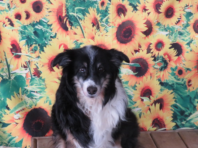 Winstead Dogs-Training & Boarding | 206 Gilead Rd, Bloomfield, ON K0K 1G0, Canada | Phone: (613) 393-2729