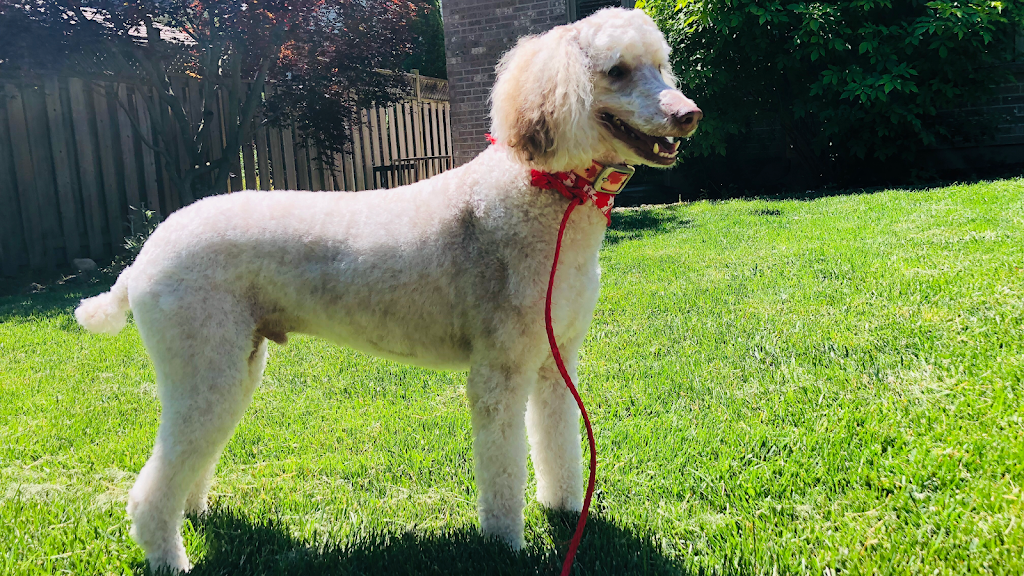 My Fabulous Dog: Dog Groomer | 902 Adirondack Rd, London, ON N6K 4W7, Canada | Phone: (519) 619-8000