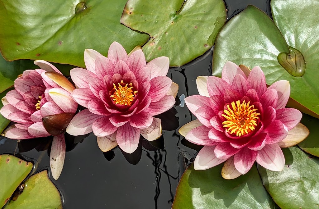 Abkhazi Garden | 1964 Fairfield Rd, Victoria, BC V8S 1H2, Canada | Phone: (778) 265-6466