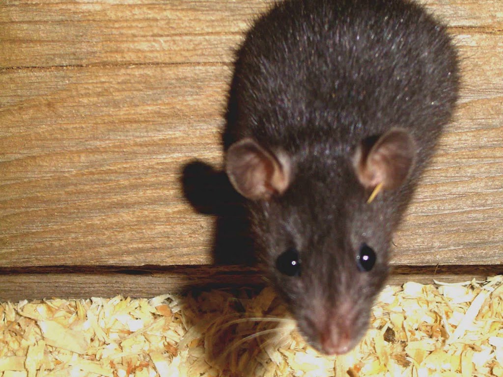 Cummings Pest Solutions | 5072 Gasport Rd, Gasport, NY 14067, USA | Phone: (716) 462-8128