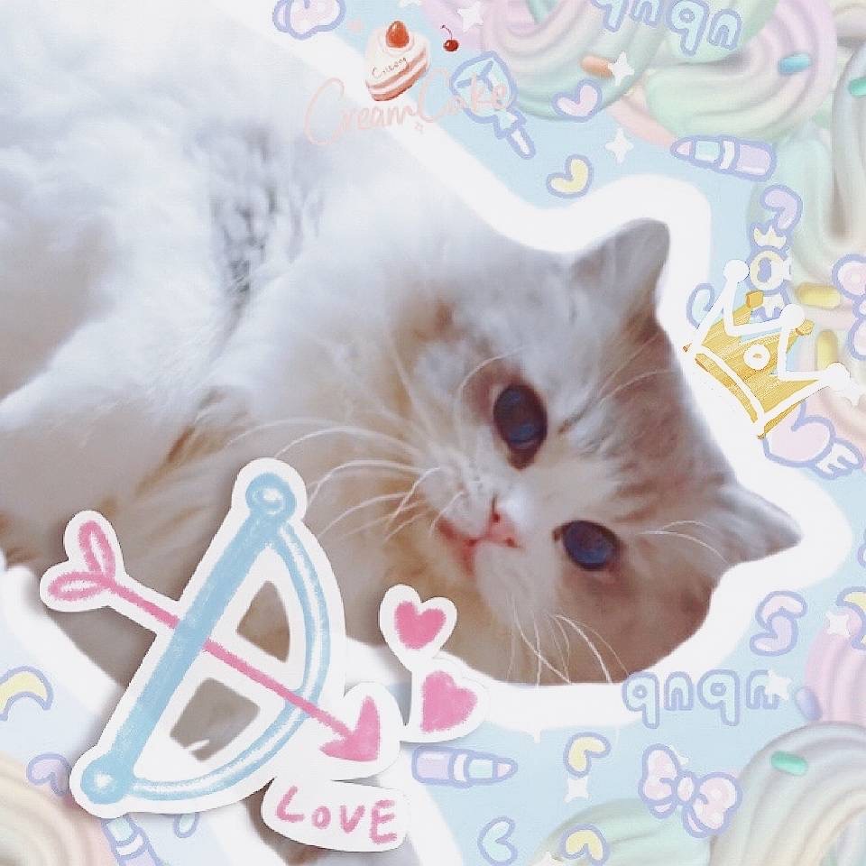 Cream Cake Ragdoll Cattery | 40 Chem. de Cochrane, Compton, QC J0B 1L0, Canada | Phone: (416) 841-8925