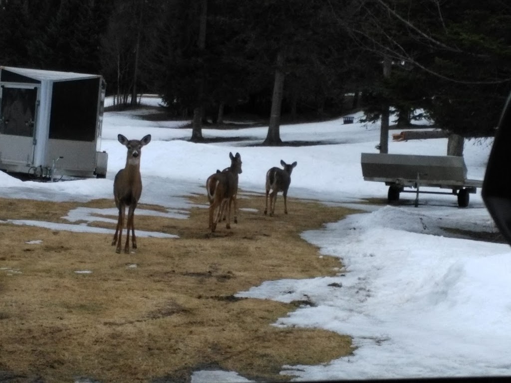 Spruce Cone Cabins | 2067 N Main St, Pittsburg, NH 03592, USA | Phone: (603) 538-6361