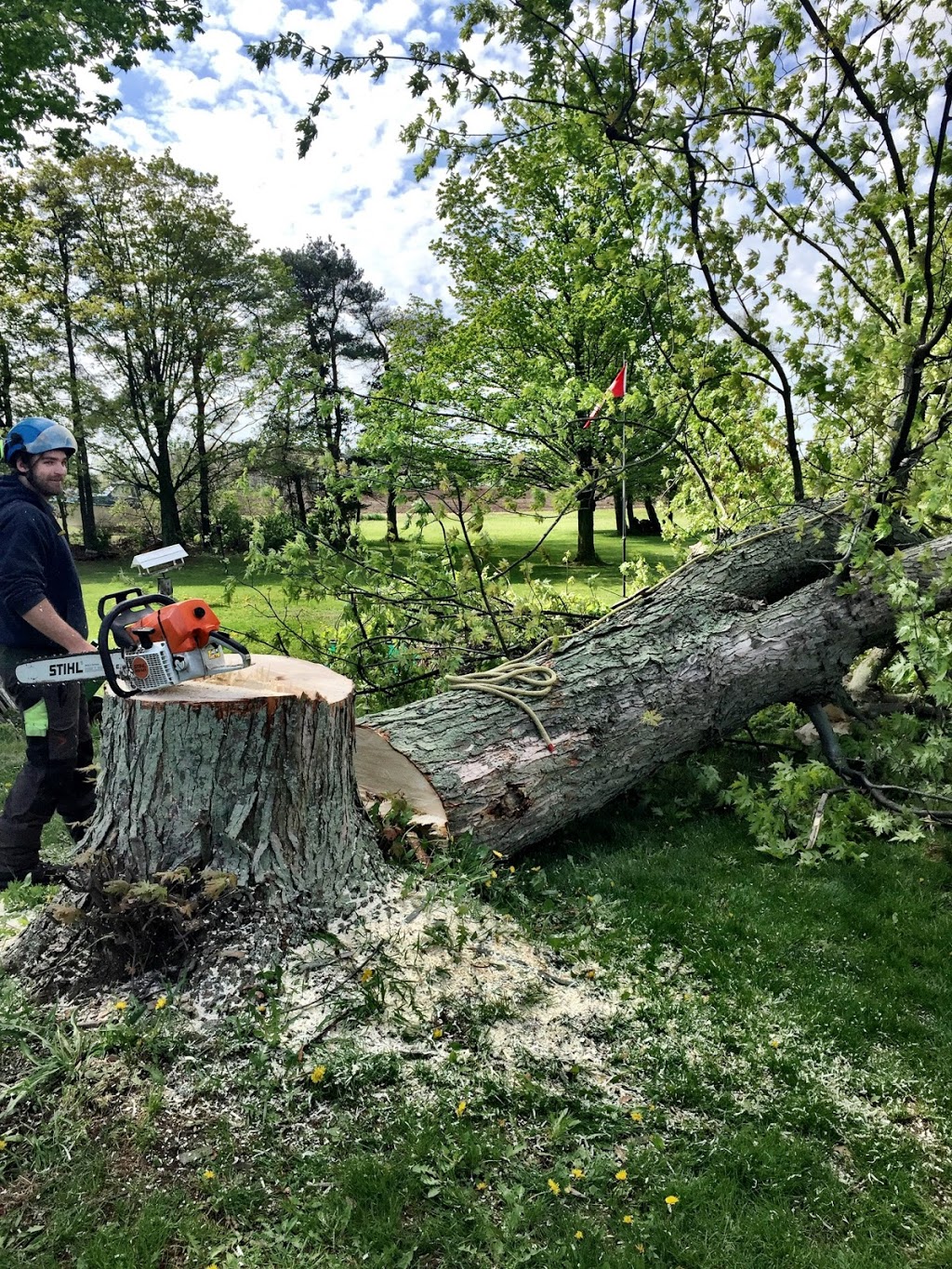 Arbor Borealis tree service | 136 Richardson Dr, Port Dover, ON N0A 1N4, Canada | Phone: (519) 909-9413