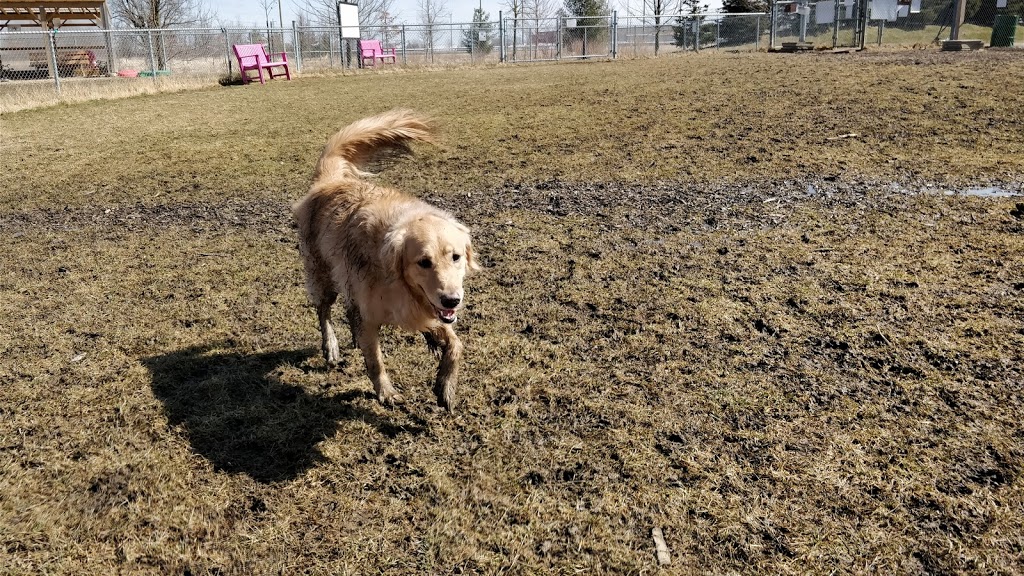 Stratford Dog Park | 159 Packham Rd, Stratford, ON N5A 6S4, Canada