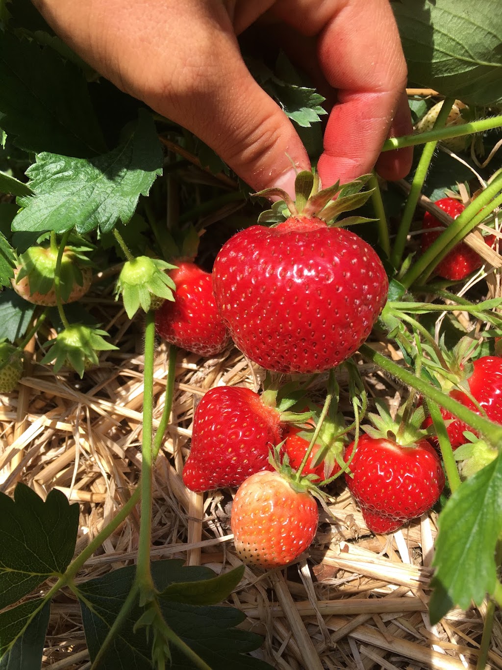 Fruitière Mario Nadeau | 2347 Chem. des Bois Francs E, Thetford Mines, QC G6H 3C8, Canada | Phone: (418) 335-7979